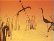 �������� (1970)